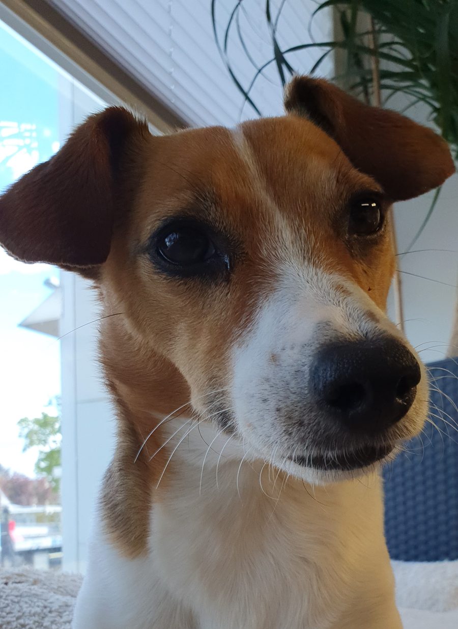 Amy – unser Maskottchen